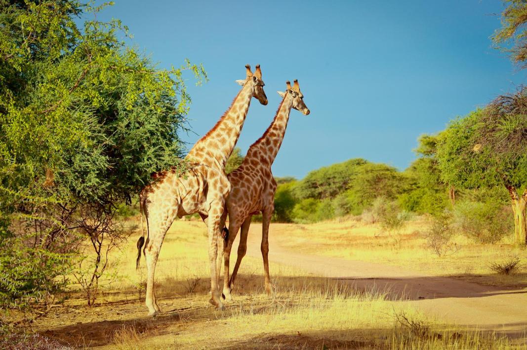 Otjiwa Safari Lodge Otjiwarongo Εξωτερικό φωτογραφία